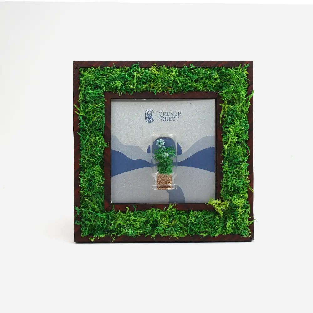 Forever Forest Border Frame- 6"x 6" MDF Frame with Preserved Moss Border — image 1