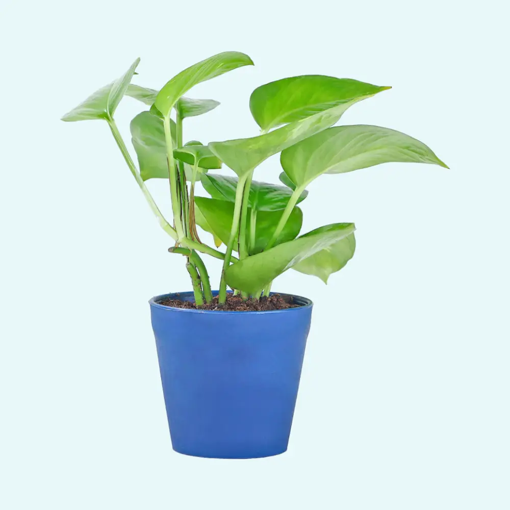 Golden Money Plant in Blue Plastic Pot- Blue — image 1