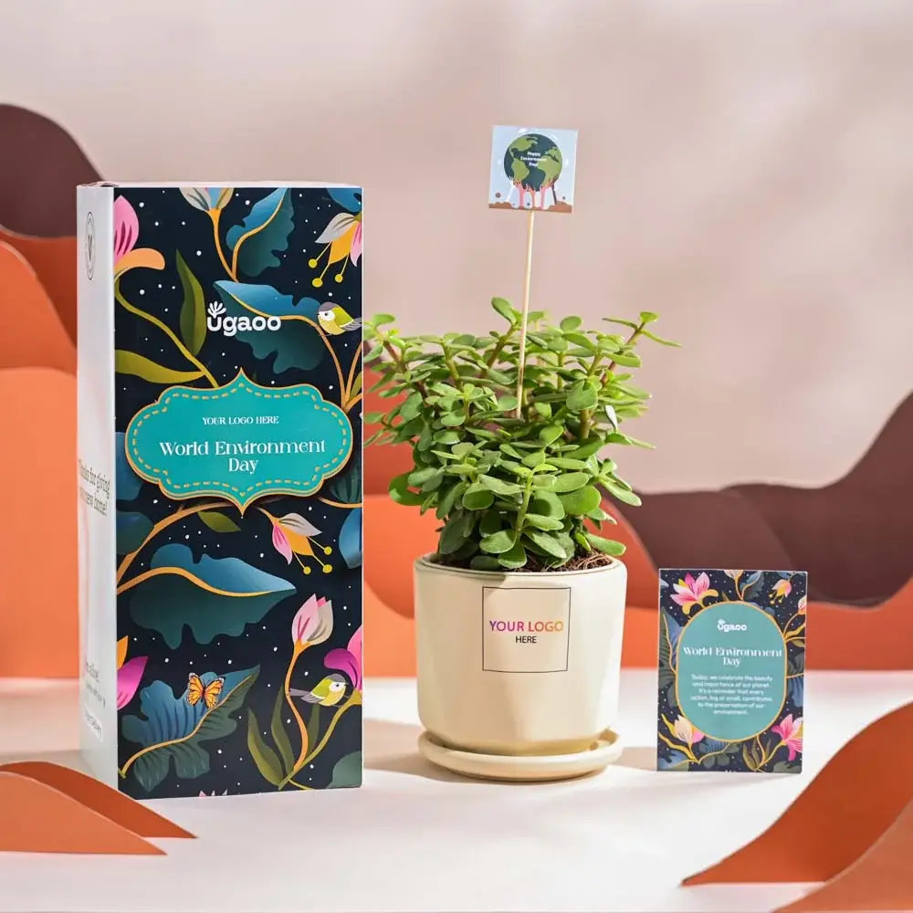 Jade Mini Plant For Environment Day Gifting — image 1