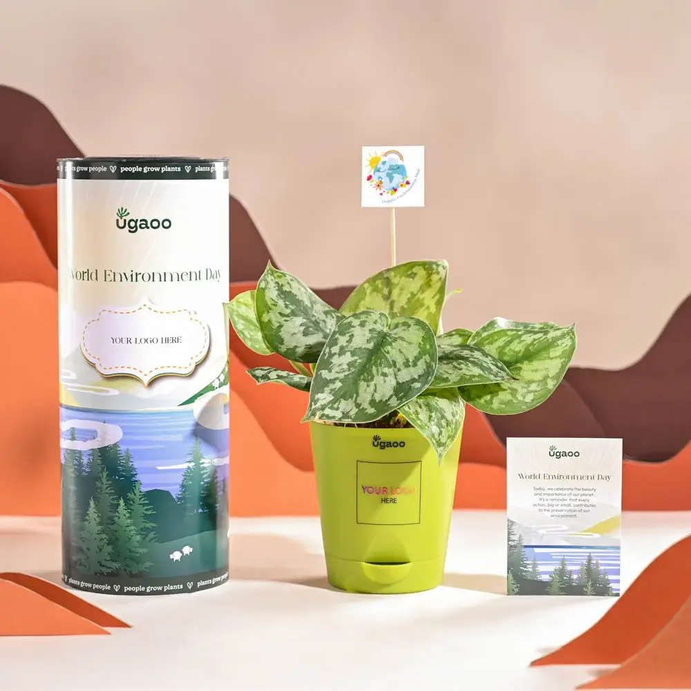 Money Plant Satin For Environment Day Gifting — image 1