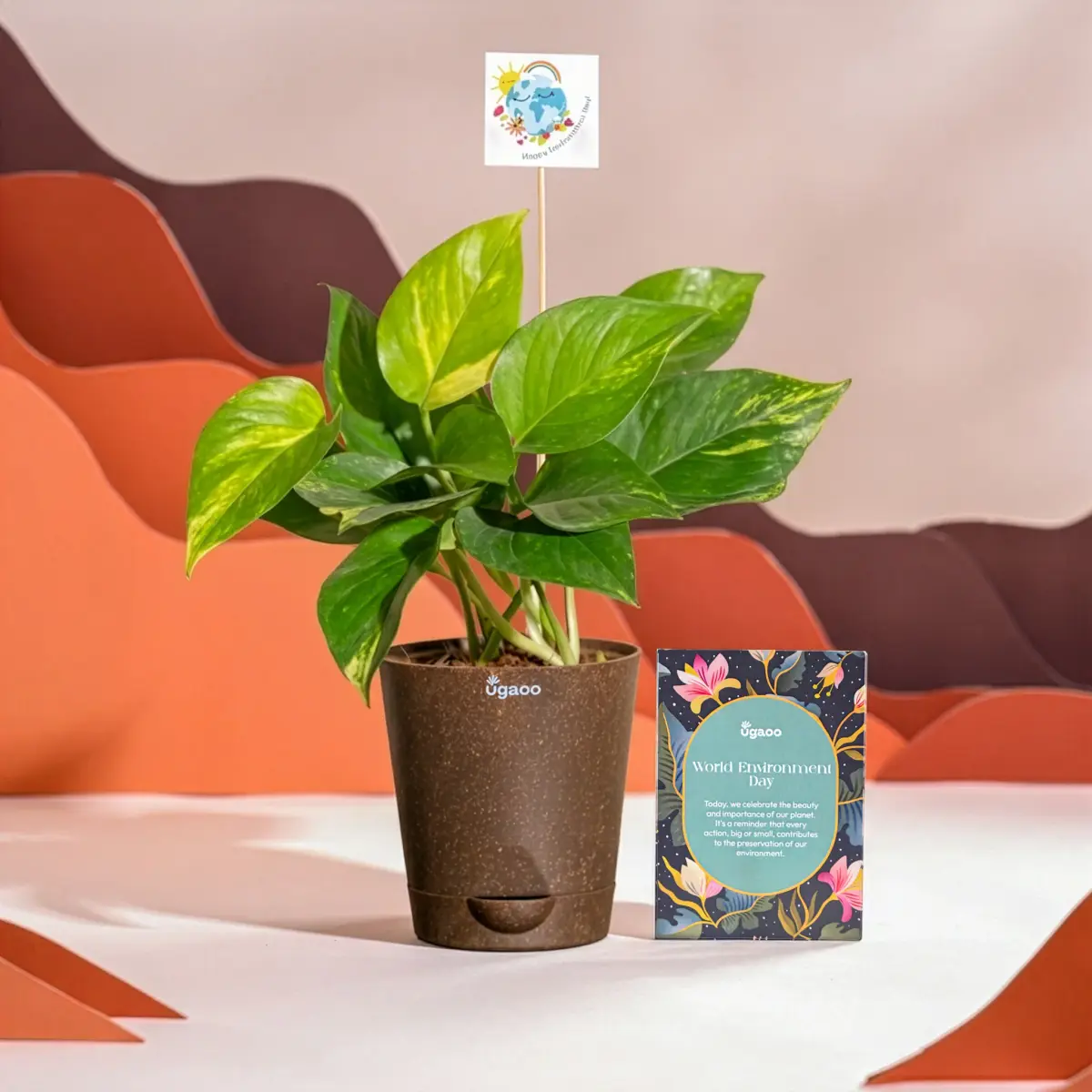Money Plant Variegated For Environment Day Gifting — image 1