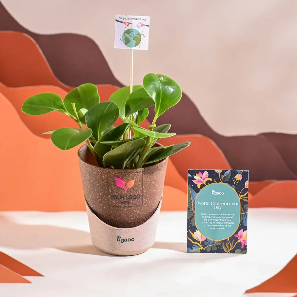 Peperomia Green Plant For Environment Day Gifting — image 1
