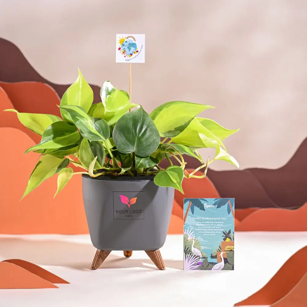 Philodendron Brasil Plant For Environment Day Gifting — image 1