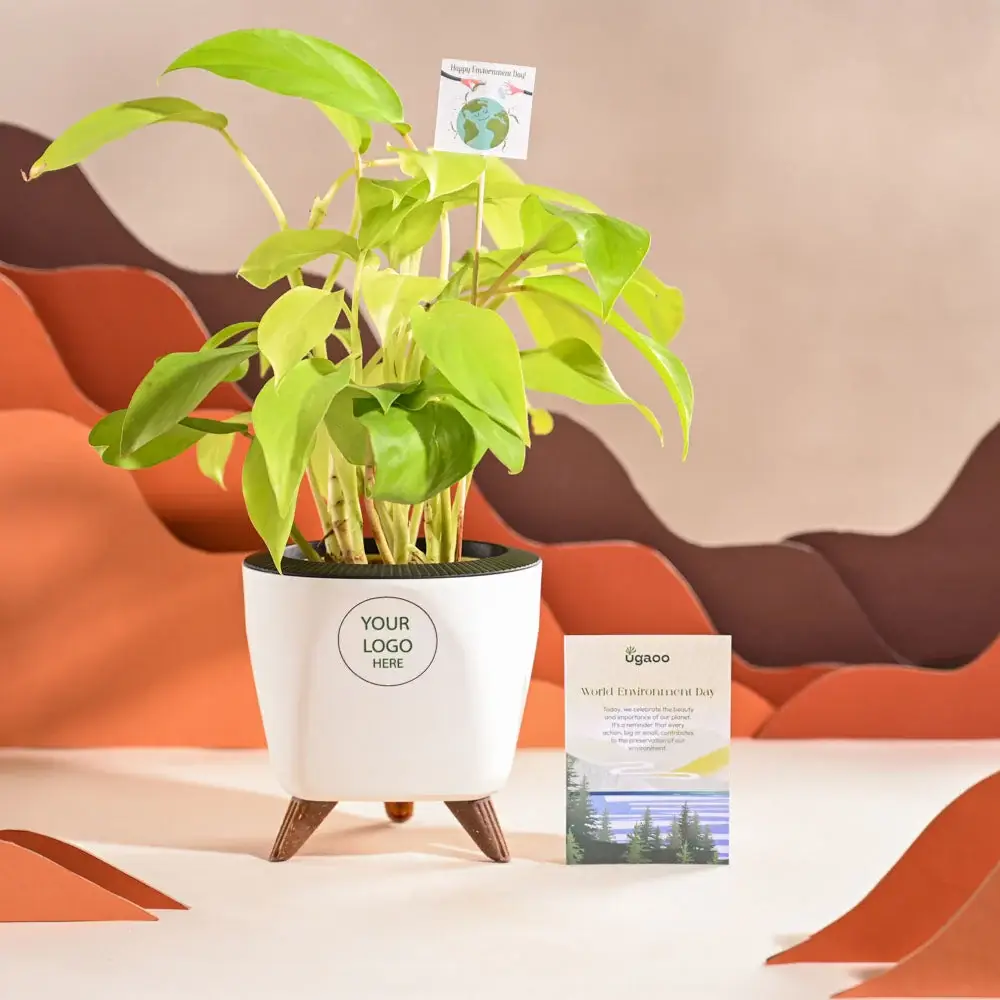 Philodendron Ceylon Golden Plant For Environment Day Gifting — image 1