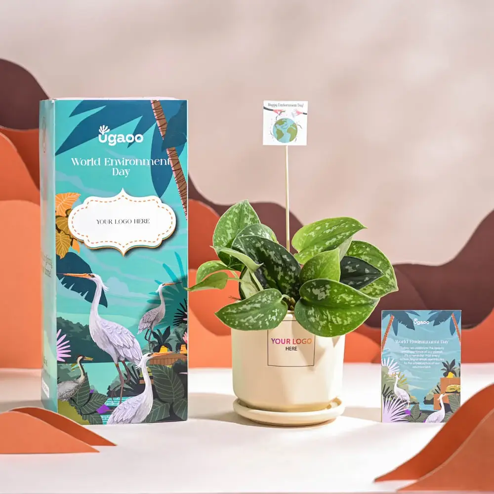 Satin Pothos Argyraeus-small For Environment Day Gifting — image 1