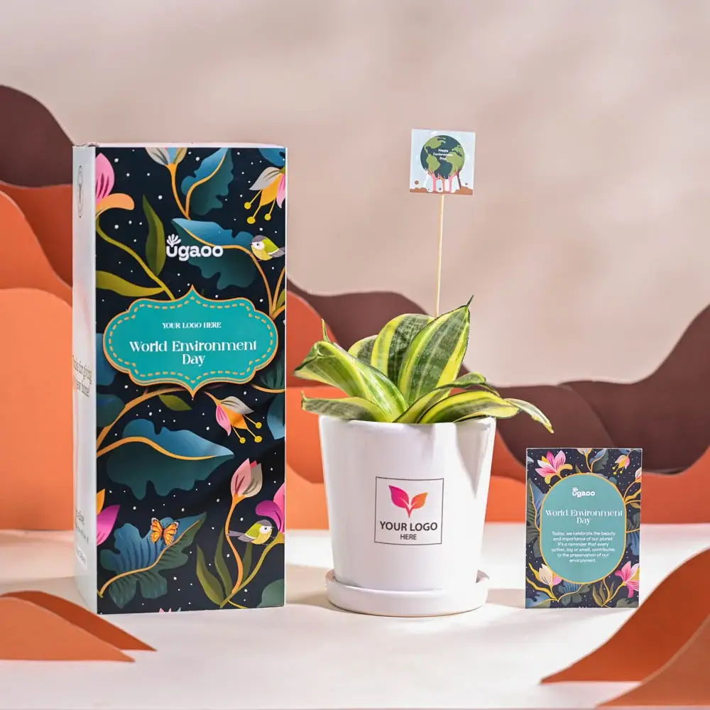 Snake Plant - Golden For Environment Day Gifting — image 1
