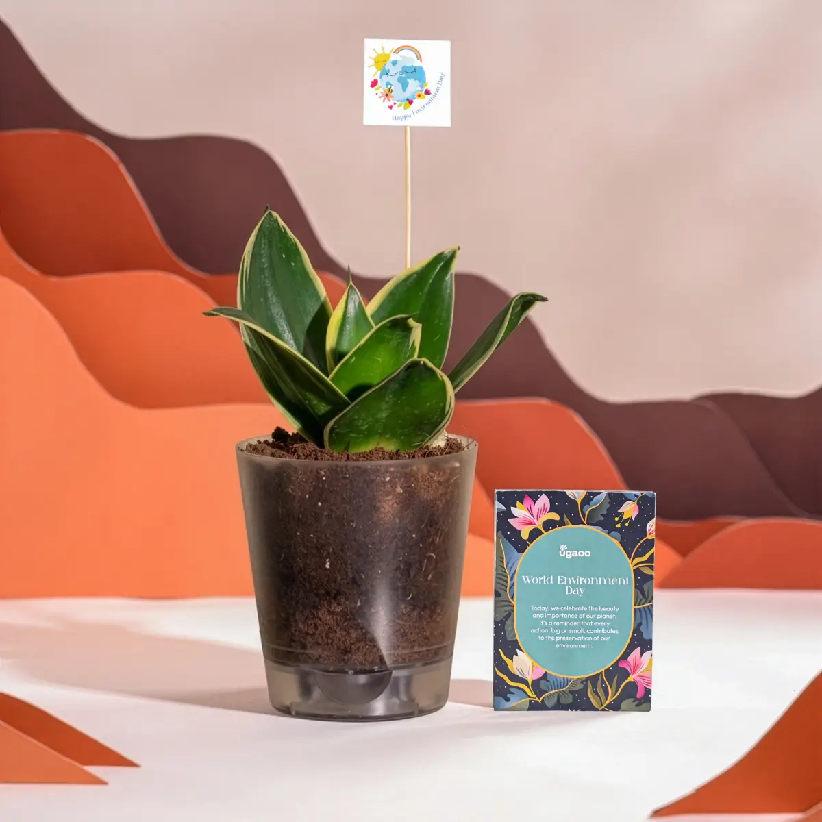 Snake Plant - Golden Hahnii For Environment Day Gifting — image 1