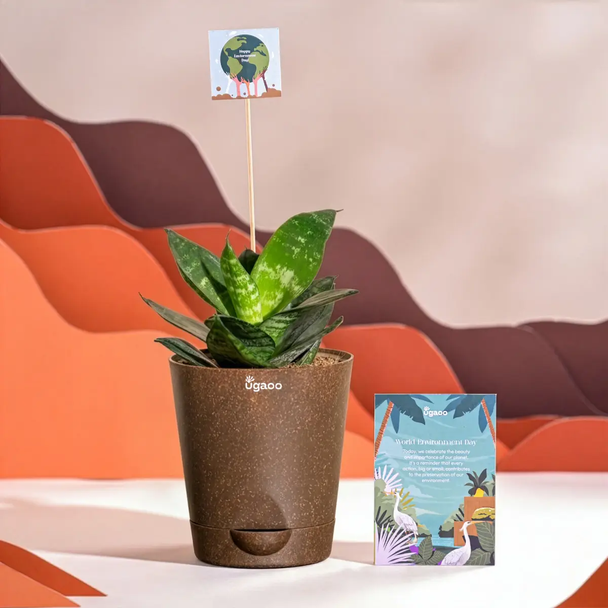 Snake Plant - Green For Environment Day Gifting — image 1