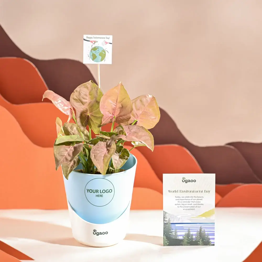 Syngonium Pink Plant For Environment Day Gifting — image 1
